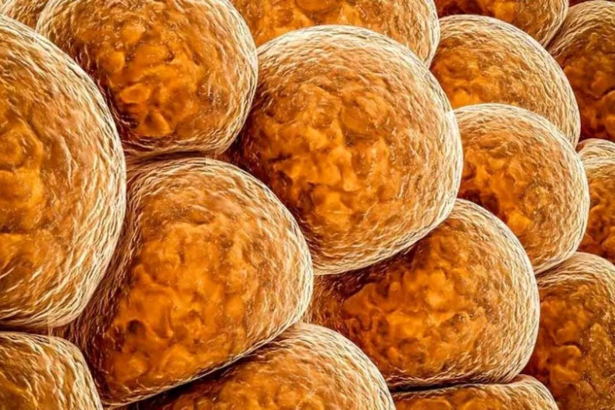 سلولهای چربی خاطره چاقی را به یاد میآورند!