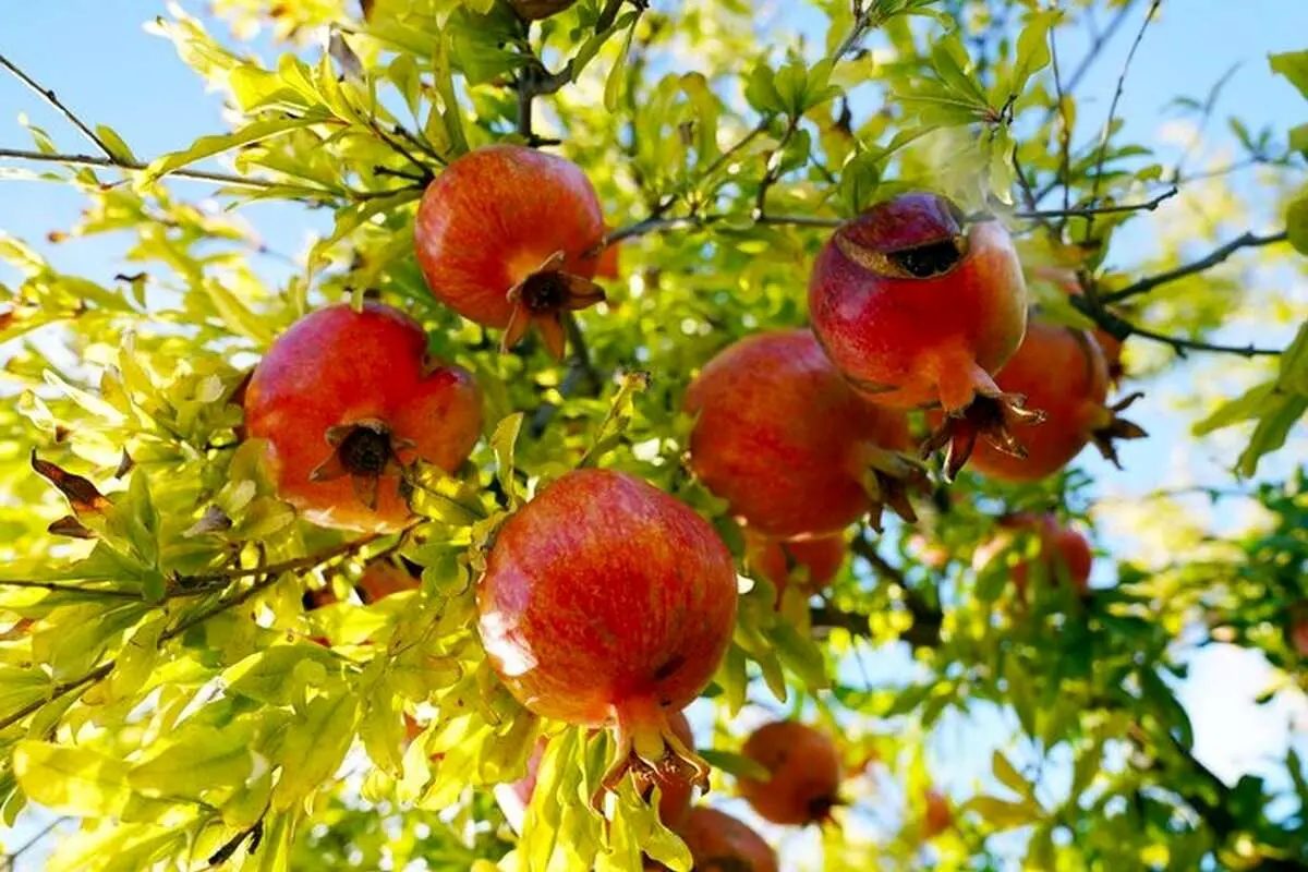 خاستگاه انار جهان و جای خالی جشنواره بینالمللی
