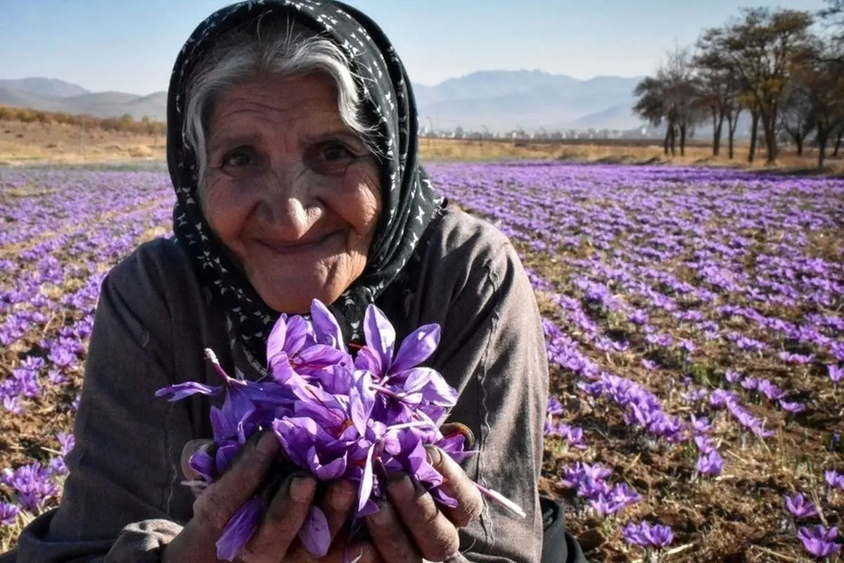 (تصاویر) برداشت طلای سرخ در دل کوهستان‌های زاگرس