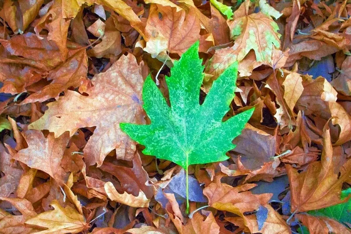 تفال به حافظ دوشنبه ۲۸ آبان ۱۴۰۳؛ اگر روم ز پی اش فتنهها برانگیزد...