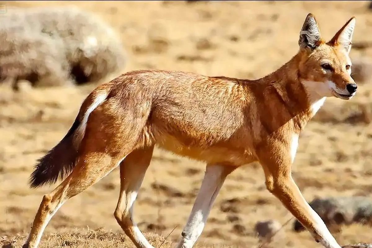 رفتار مرموز گرگهای اتیوپی؛ شهد مینوشند!