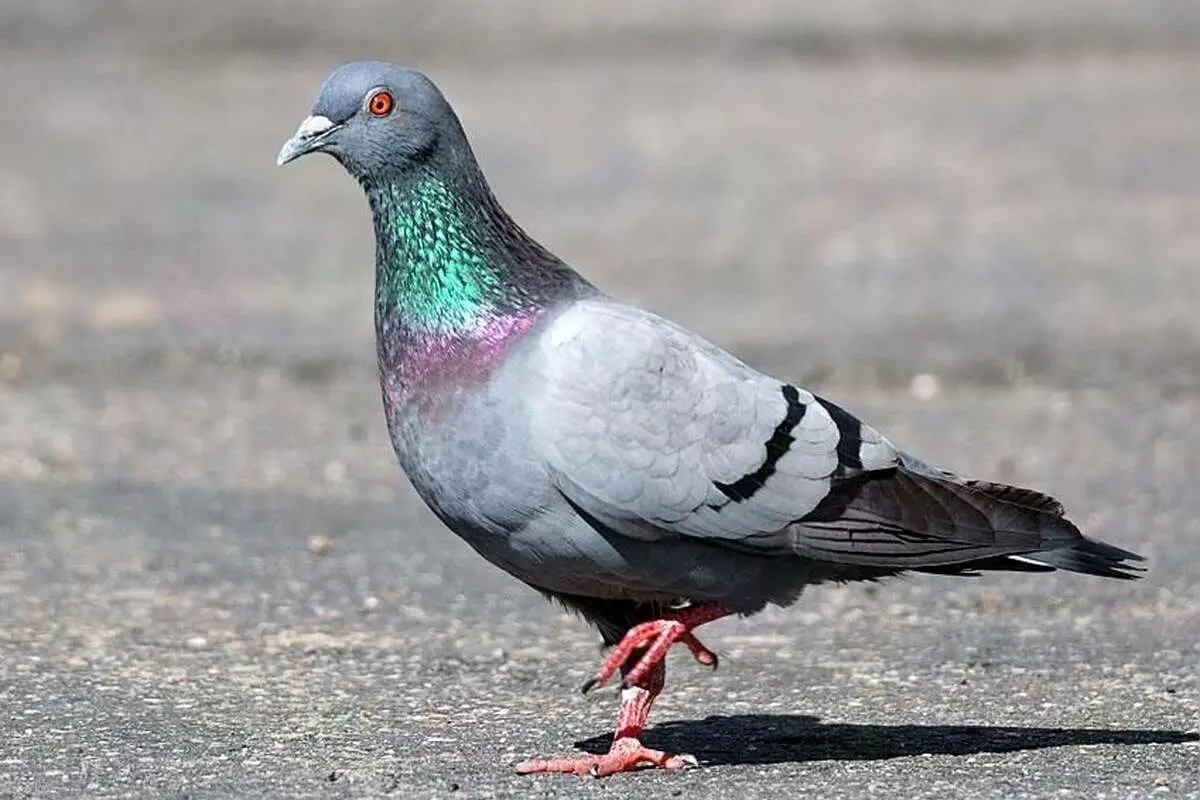 مجوز شکار کبوتر وحشی صادر شد