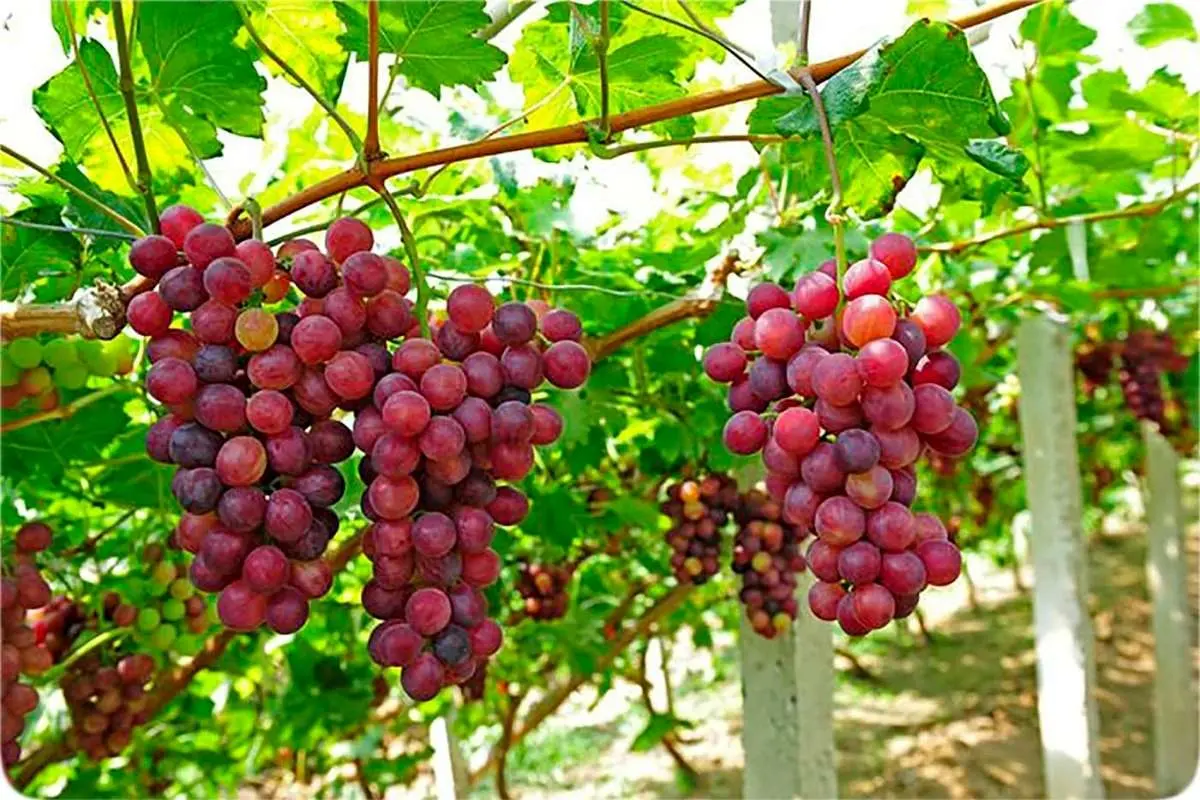 ترکیب شیمیایی انگور قرمز از سرطان روده جلوگیری میکند؟