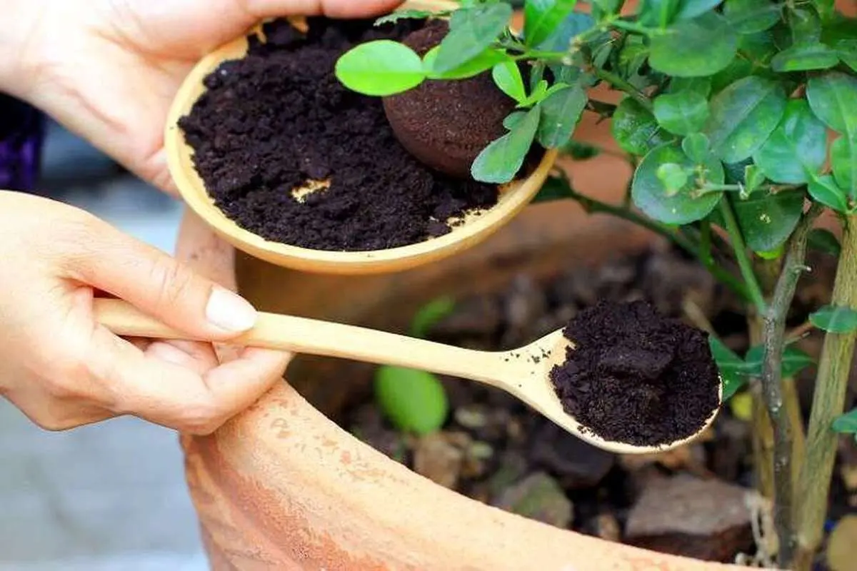 تفاله چای را دور نریزید! ؛ فواید تفاله چای برای گیاهان