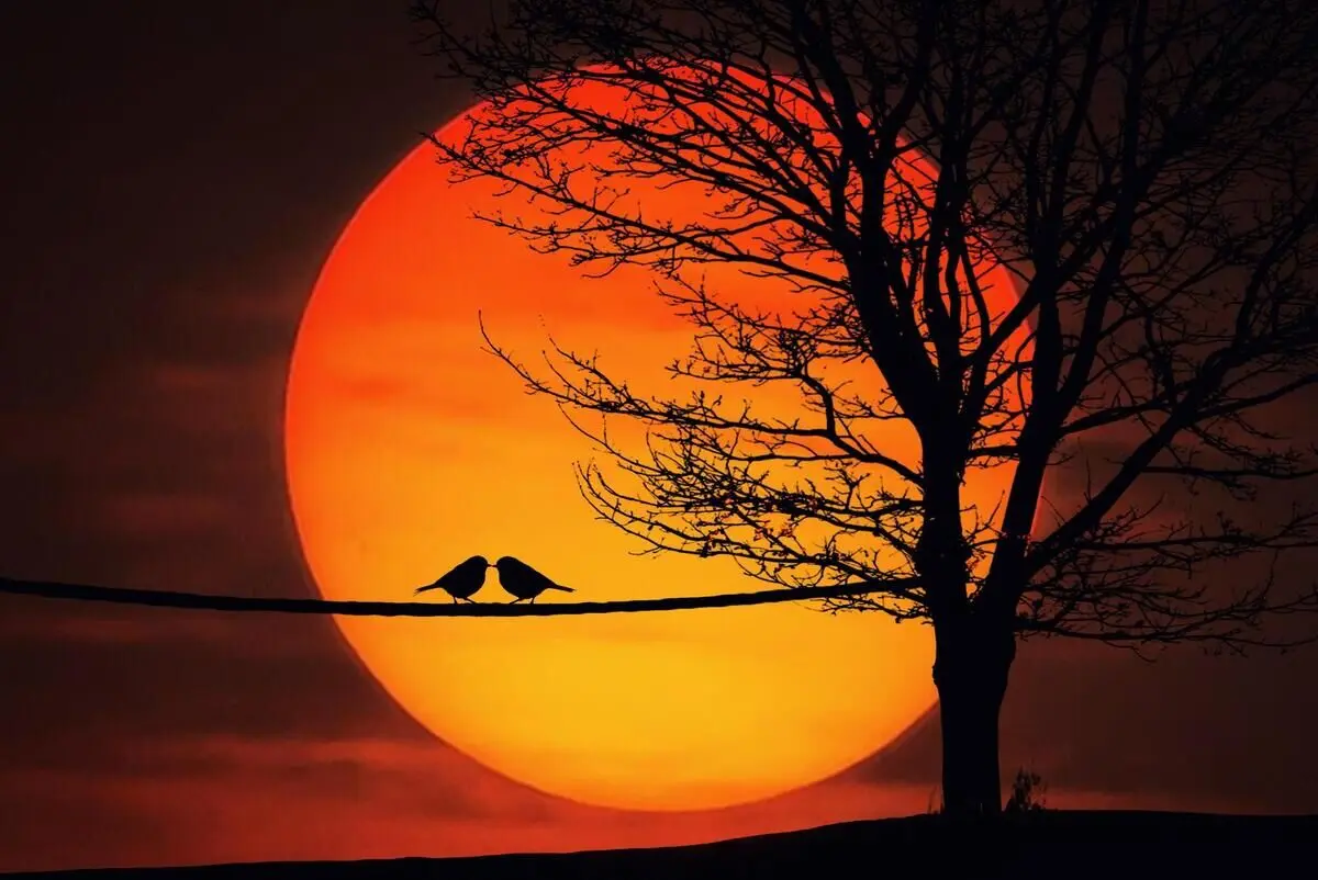 تفال به حافظ یکشنبه ۱۸ آذر ۱۴۰۳؛ دوش می‌آمد و رخساره برافروخته بود....