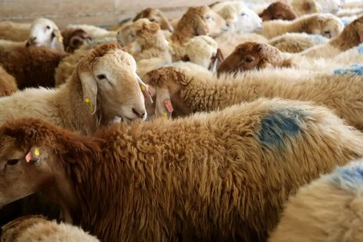 قیمت جدید دام زنده ۱۹ آذر ۱۴۰۳؛ گوسفند ارزان شد