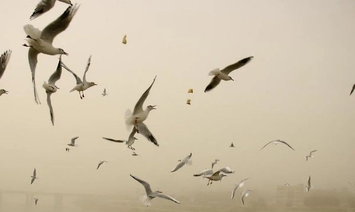 (تصاویر) گرد و غبار آسمان اهواز را فرا گرفت
