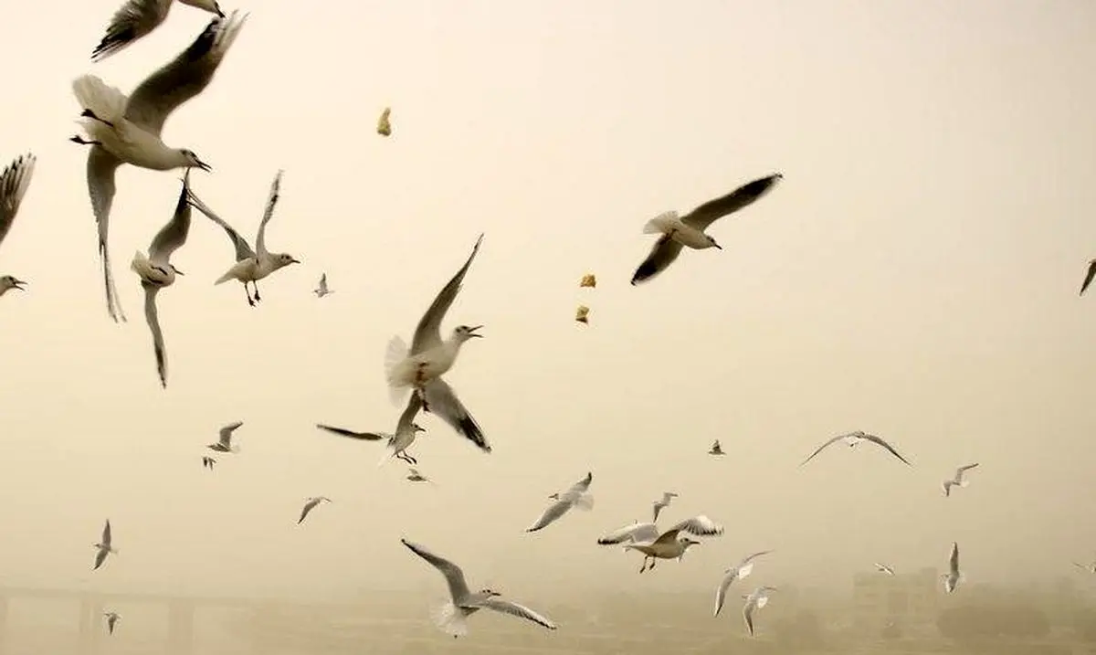 (تصاویر) گرد و غبار آسمان اهواز را فرا گرفت