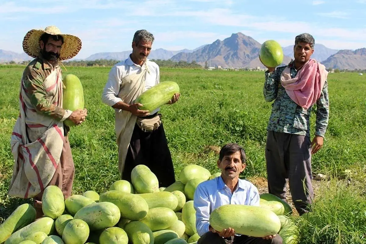 (ویدئو) برداشت زمستانه هندوانه در جنوب کشور