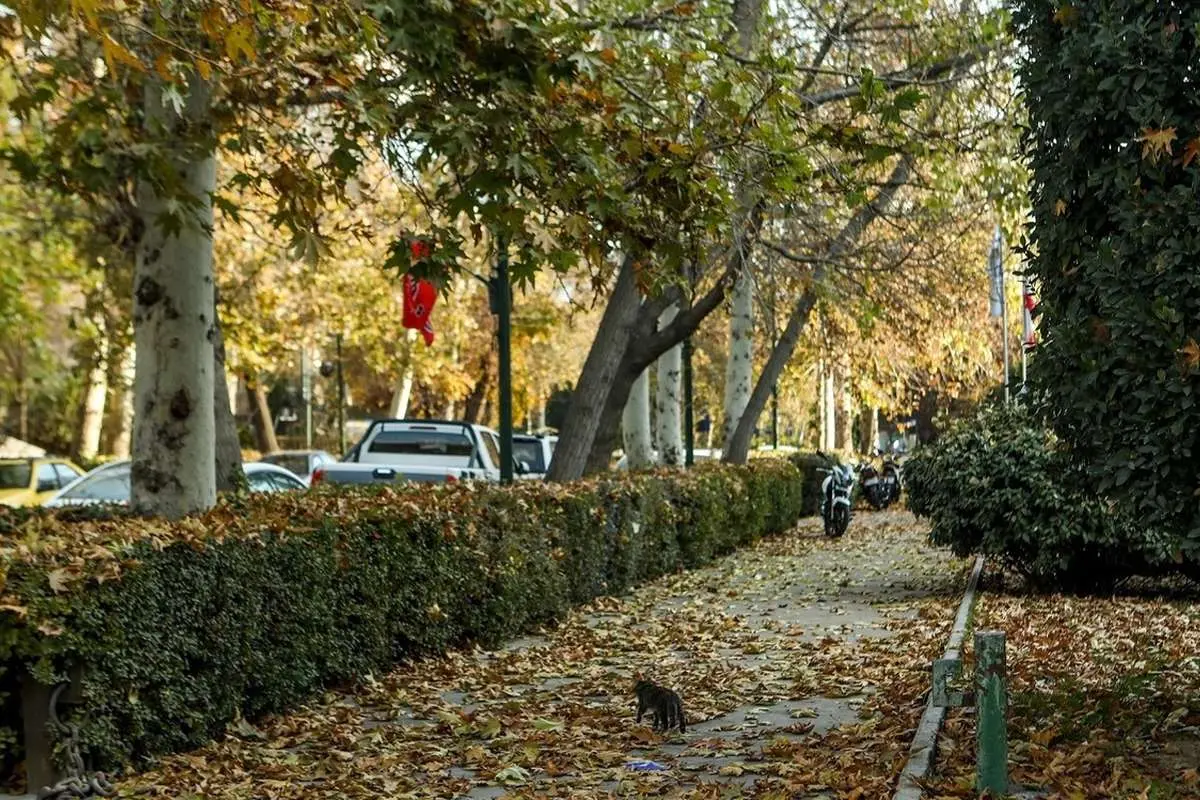 (تصاویر) آخرین روزهای برگریزان پاییزی در دانشگاه تهران