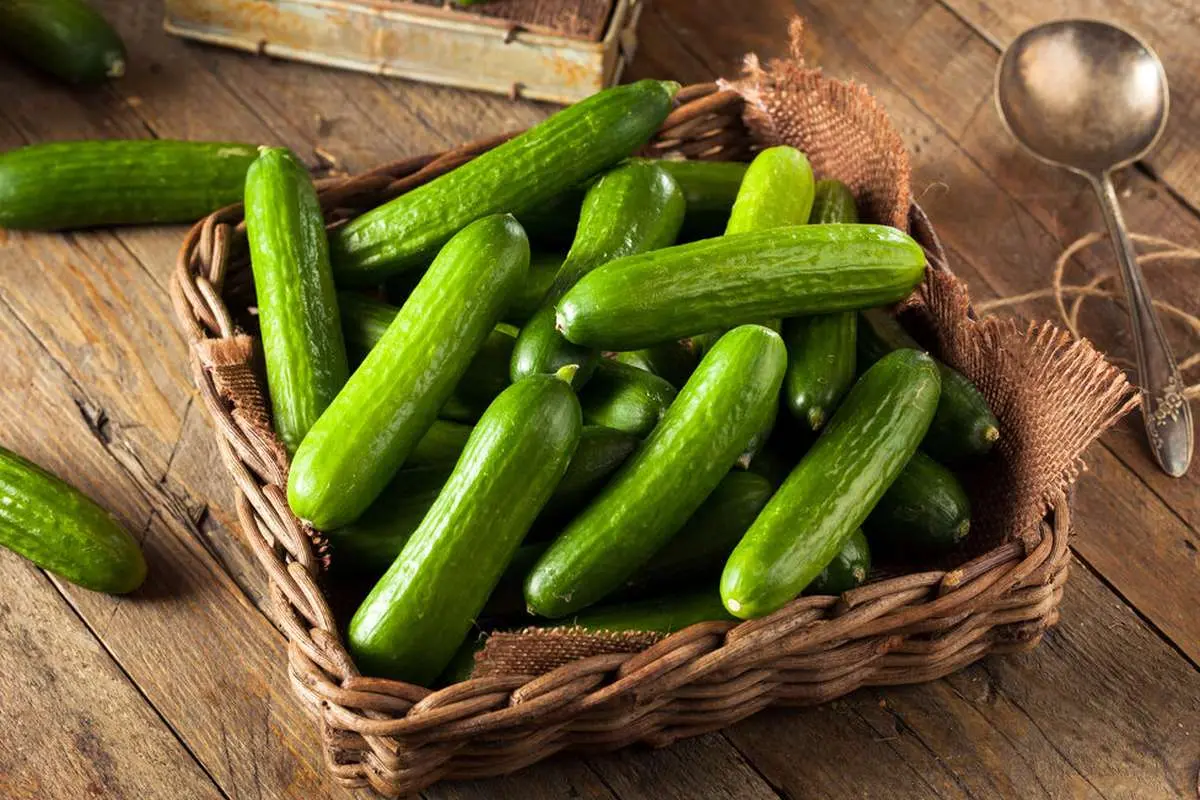 اگر خیار زیاد بخورید به این ۴ عارضه مبتلا میشوید