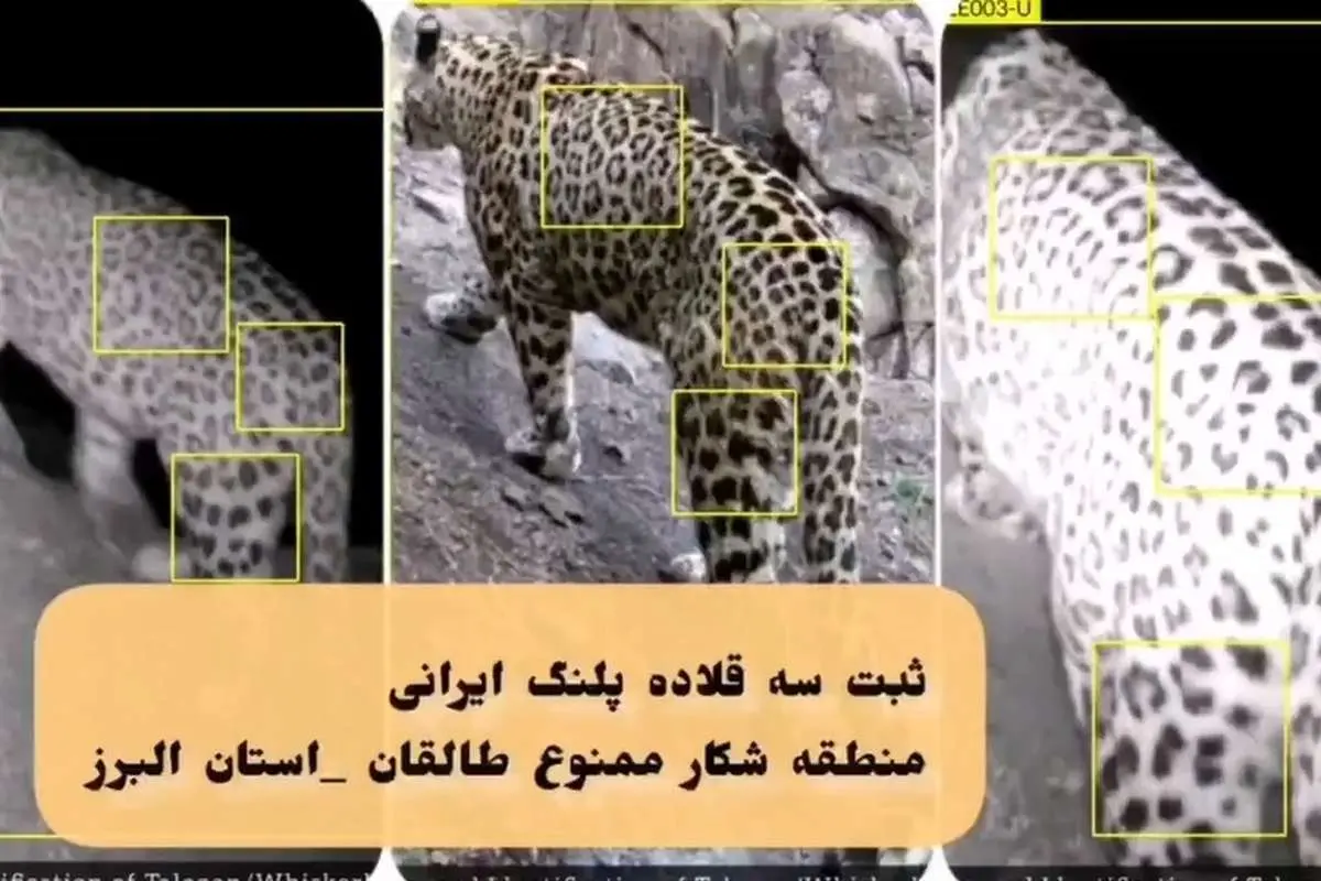 (ویدئو) ثبت تصویر سه پلنگ ایرانی در طالقان