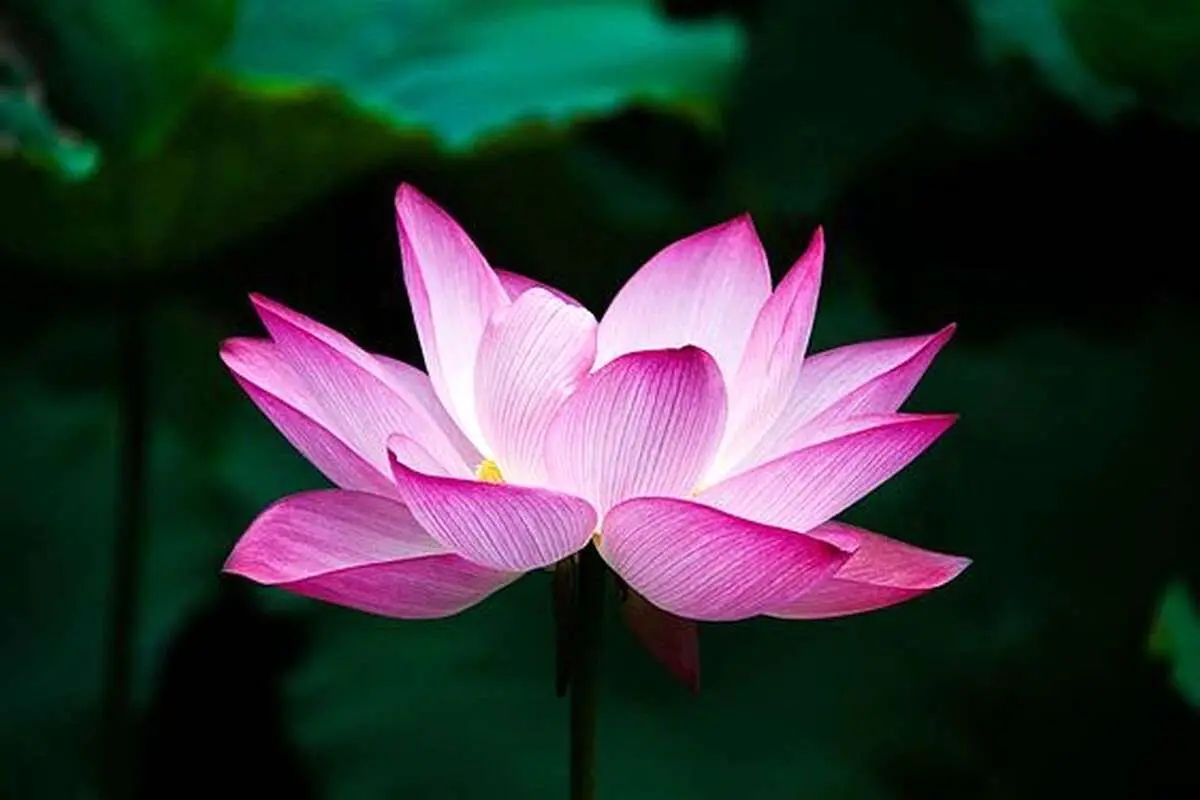 ۲۰ پیام زیبا برای تبریک روز زن به همه خانمها