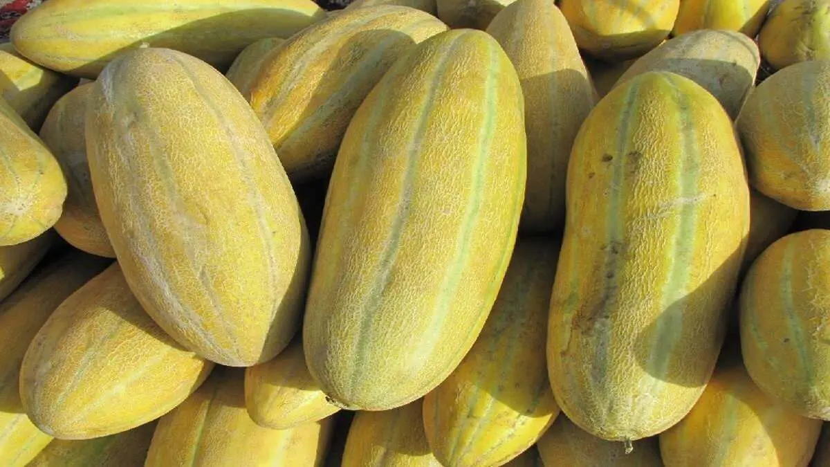 این میوه سنگ کلیه را پودر می‌کند