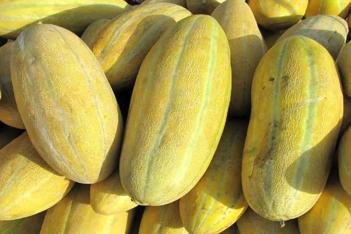 این میوه سنگ کلیه را پودر می‌کند