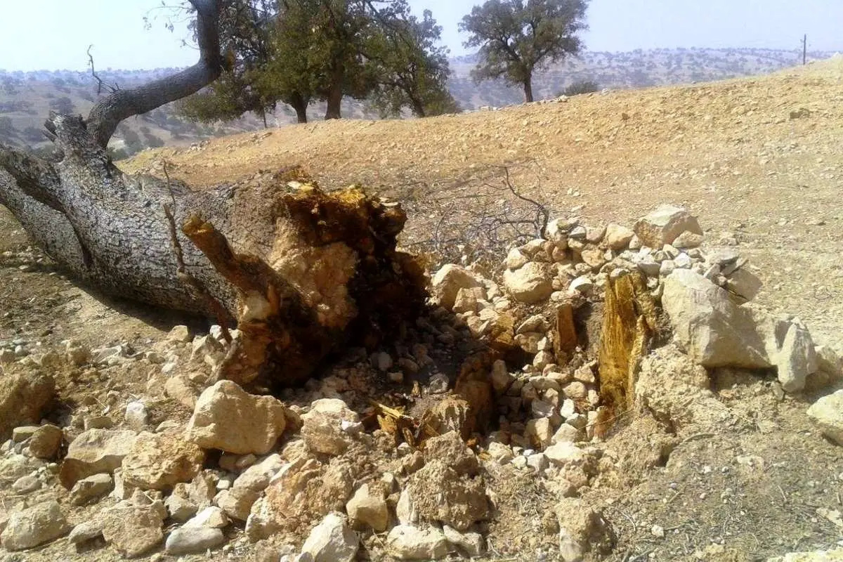 ماجرای قطع درخت ۷۰۰ ساله بلوط در فارس