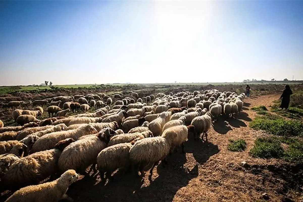 پاکستان، عامل ورود تب برفکی به ایران