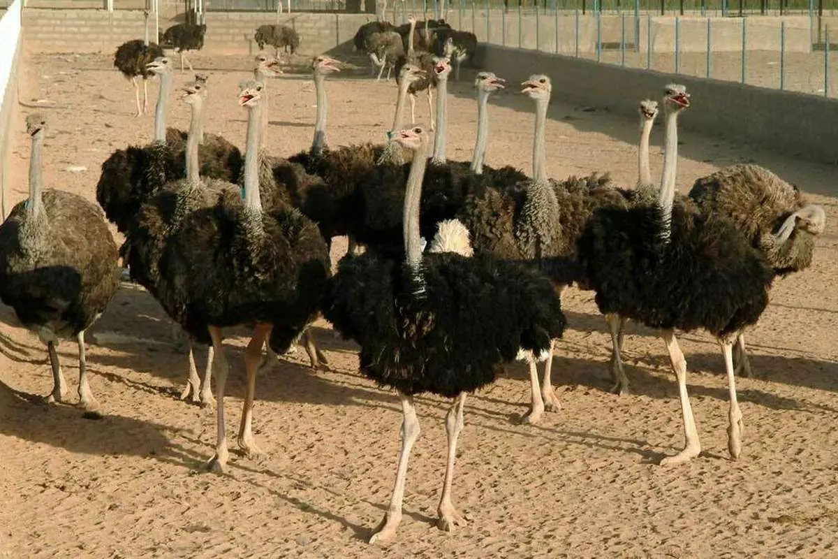 (ویدئو) چرا شترمرغ‌ها سنگ می‌خورند؟