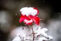 تفال به حافظ جمعه ۲۱ دی ۱۴۰۳؛ زبان خامه ندارد سر بیان فراق....