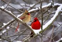 تفال به حافظ شنبه ۲۲ دی ۱۴۰۳؛‌ای صبا نکهتی از خاک ره یار بیار...