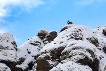 (تصاویر) سرشماری حیات وحش در ارتفاعات برفی البرز