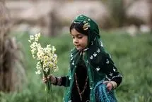 (تصاویر) برداشت گل نرگس در کازرون