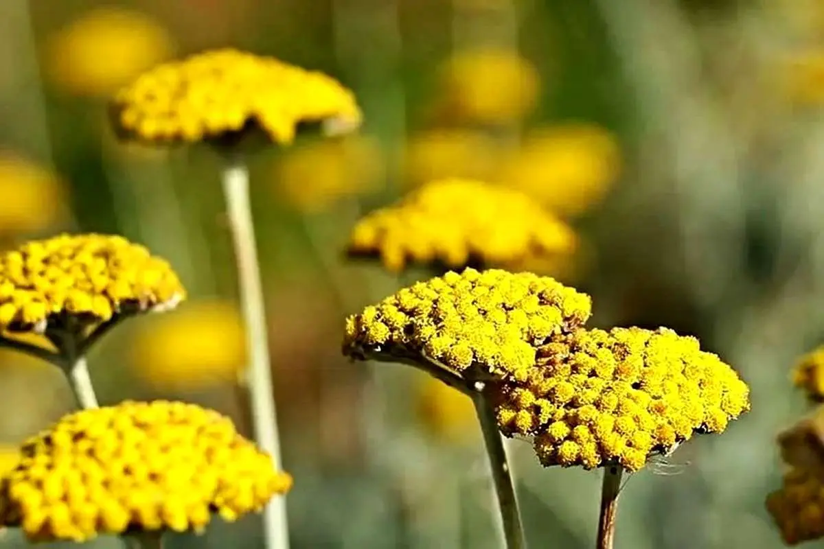 گیاهی برای دفع سنگ کلیه