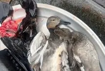(ویدئو) روزگار سیاه پرندگان مهاجر در ایران