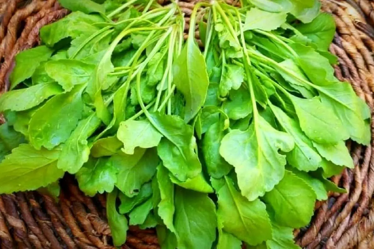 خواص شاهی در سبزی خوردن