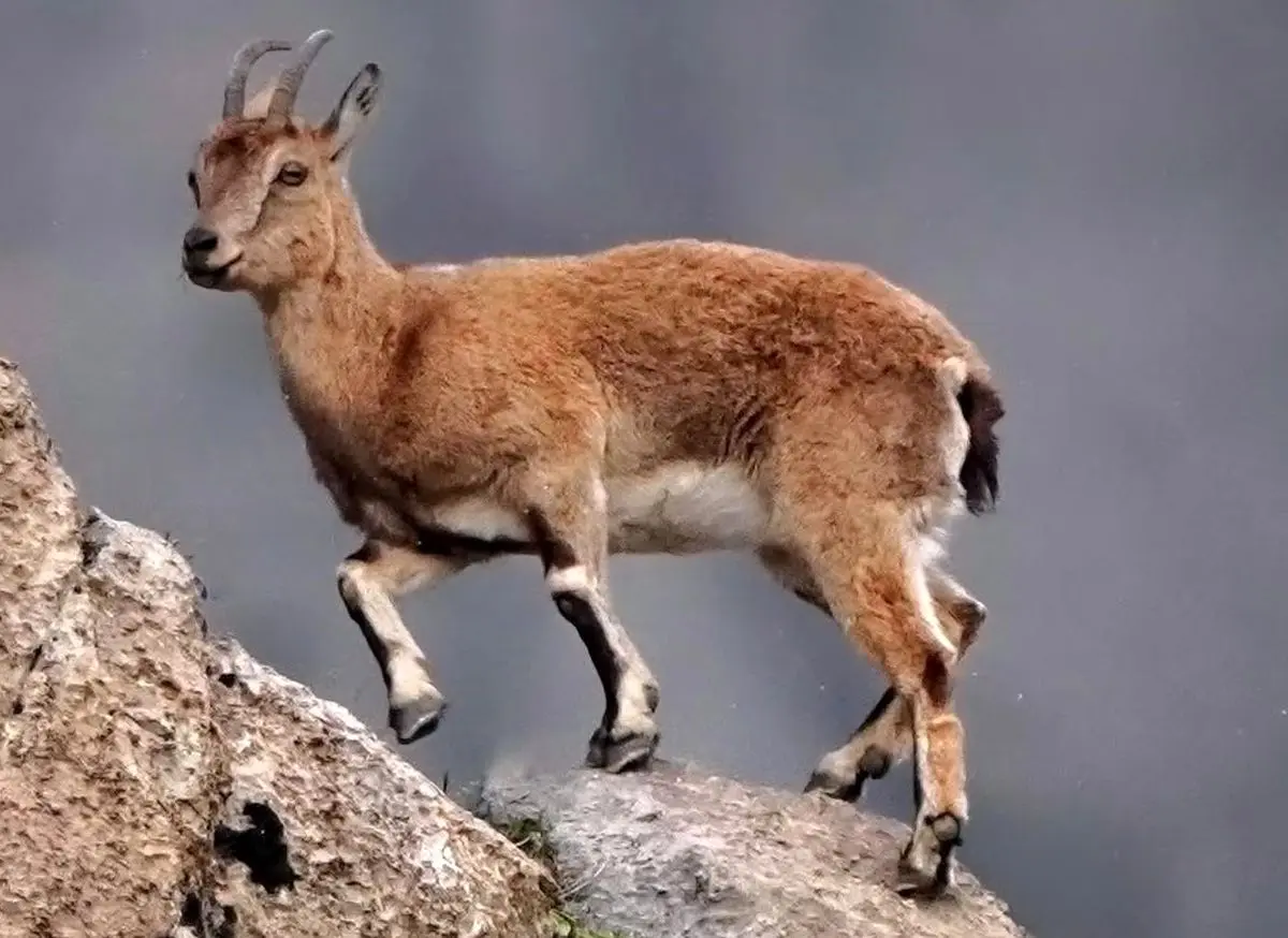 (عکس) پروازِ بز کوهی!