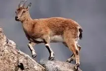 (عکس) پروازِ بز کوهی!
