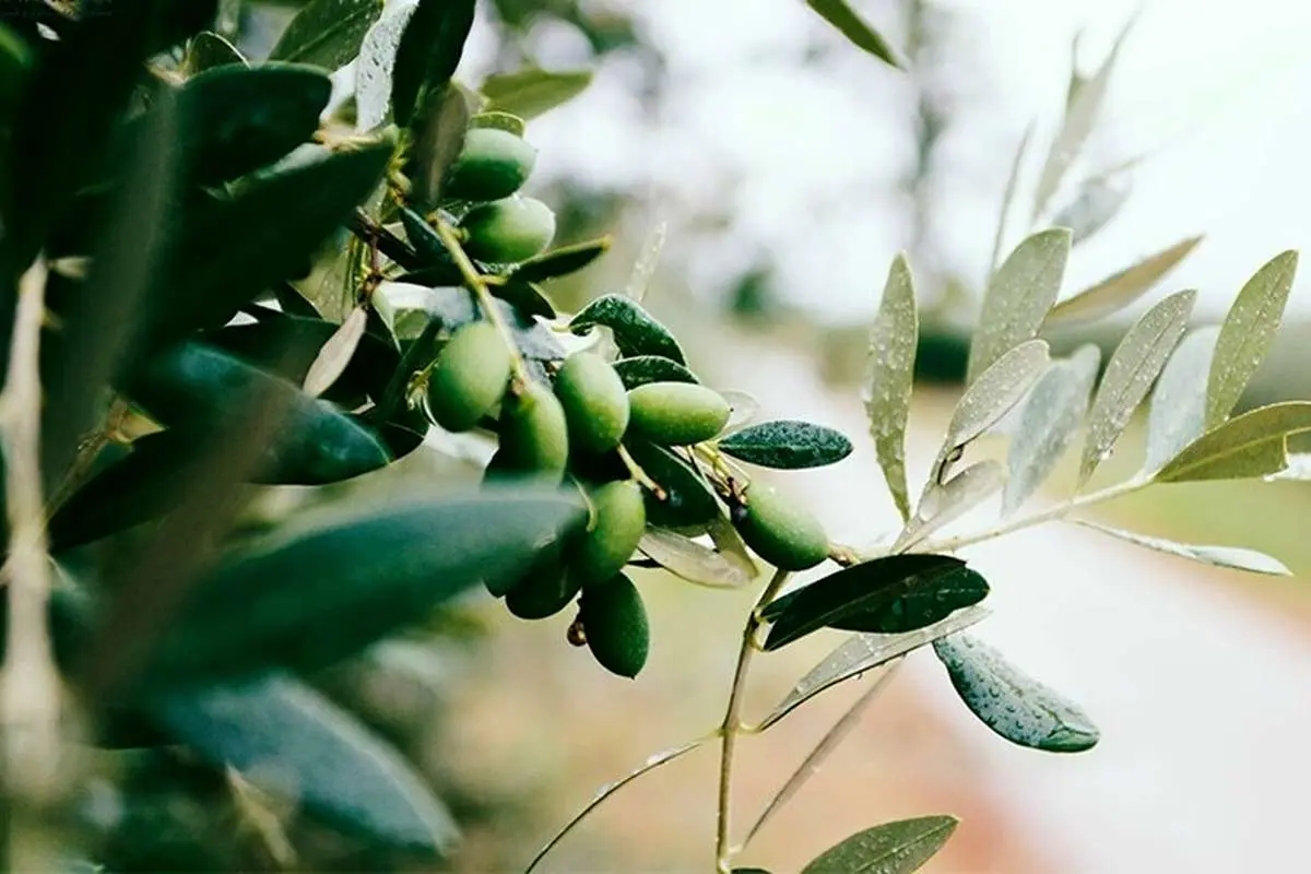 خواص معجزهآسای برگ درخت زیتون؛ نسخه لاغری