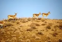 (ویدئو)  رقص آهوهای گلستان در آغوش دشت