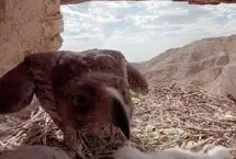 (ویدئو) آشیانه عقاب دوبرادر، یکی از جسورترین پرندگان شکاری ایران