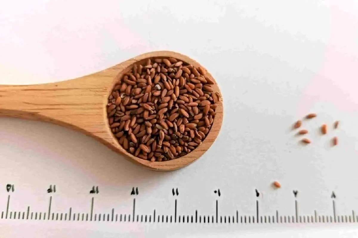 خواص شگفت انگیز تخم شاهی که نمی‌دانستید