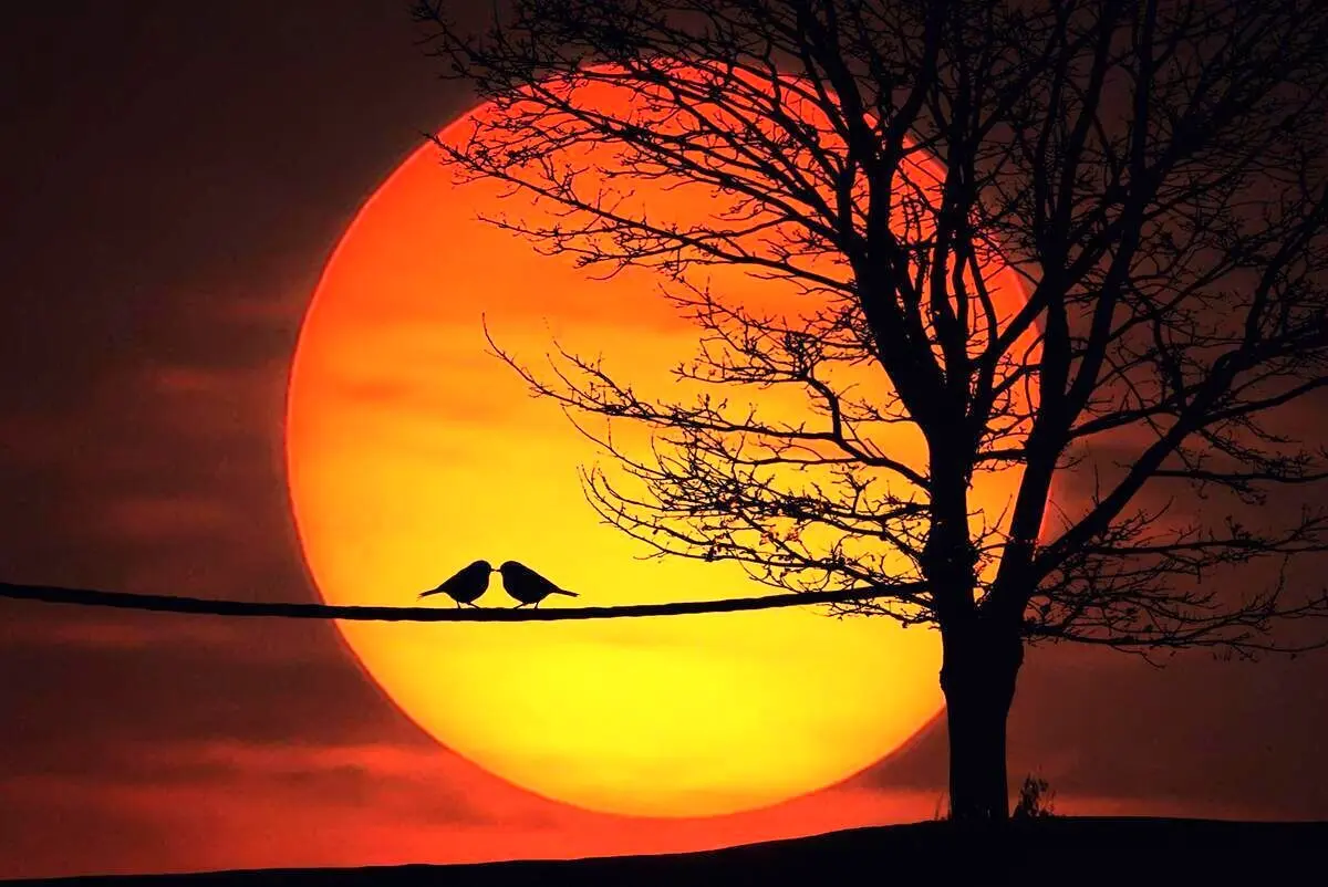 تفال به حافظ چهارشنبه ۱۰ بهمن ۱۴۰۳؛ دوش می‌آمد و رخساره برافروخته بود.
