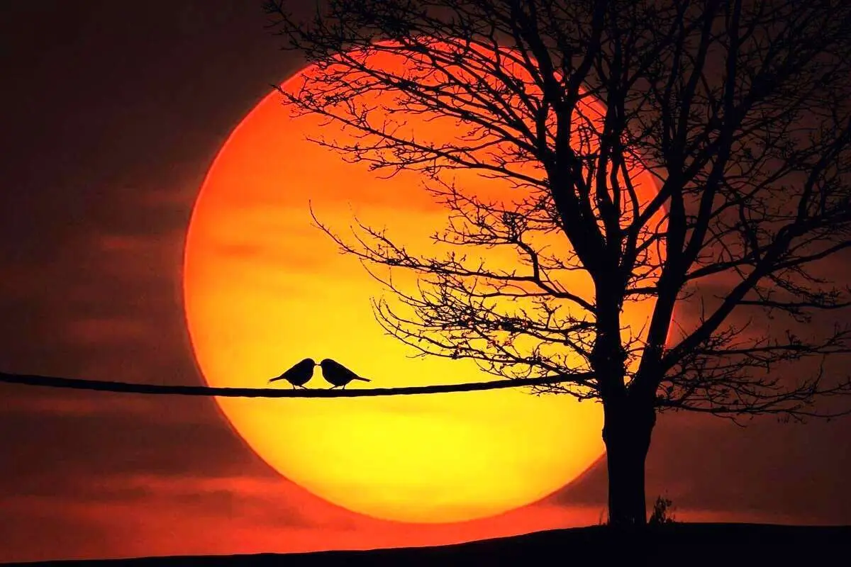 تفال به حافظ چهارشنبه ۱۰ بهمن ۱۴۰۳؛ دوش می‌آمد و رخساره برافروخته بود.