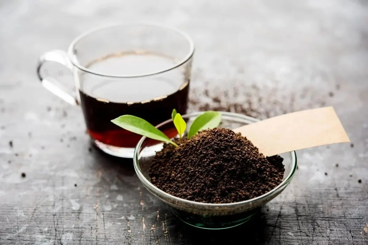 احتمال تقلب در این نوع چای زیاد است؛ زود دم‌ترین نوع چای کدام است؟