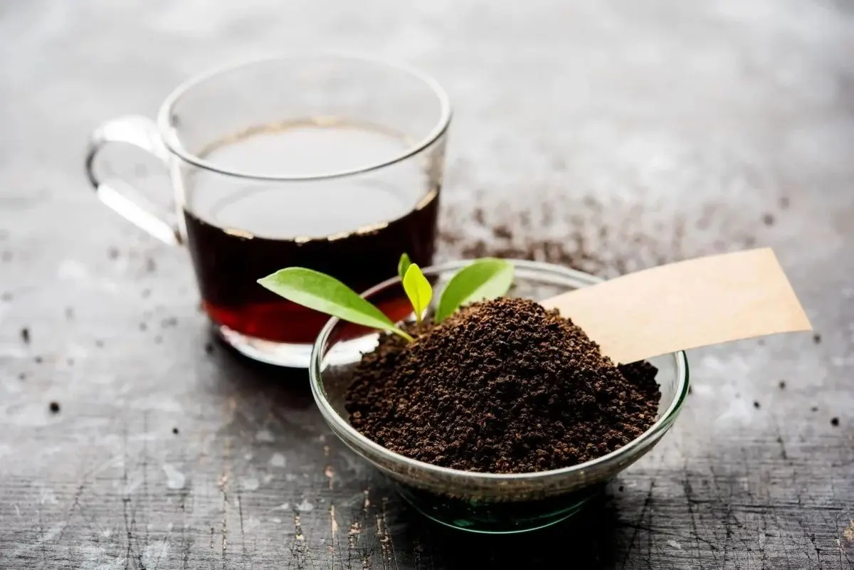 احتمال تقلب در این نوع چای زیاد است؛ زود دم‌ترین نوع چای کدام است؟