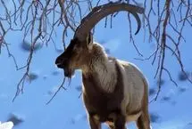 تصاویری از گله «کل و بز» در ارتفاعات برفی گلستان