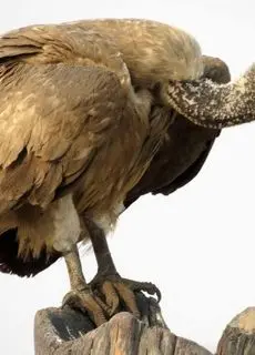 لحظه شوک‌آور؛ کرکس توسط تمساح بلعیده شد!