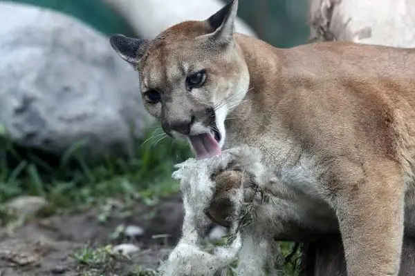 لگد زن مزرعه‌دار به شیر کوهی برای نجات بز از مرگ