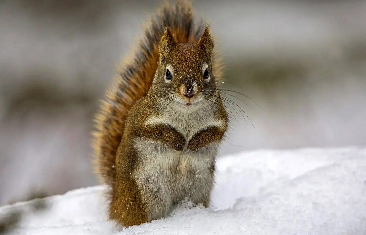 ببینید؛ حمله برق‌آسای سنجاب به یک پرنده