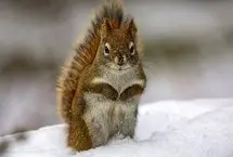 ببینید؛ حمله برق‌آسای سنجاب به یک پرنده