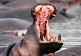ببینید؛ مسواک زدن یک اسب آبی!