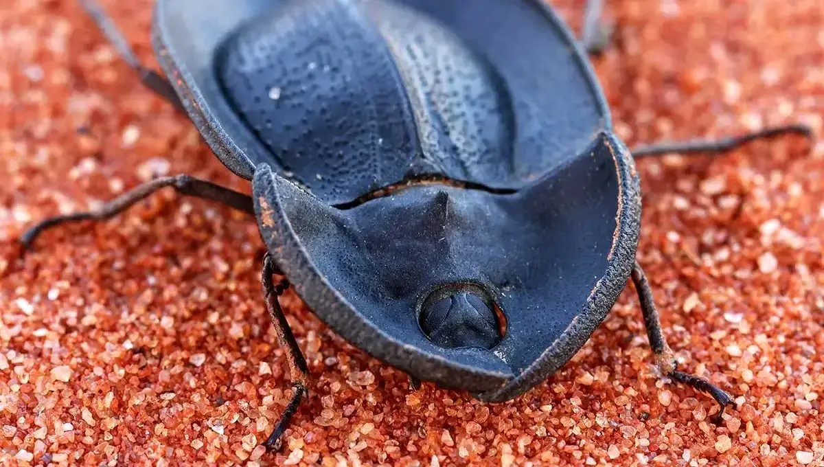 ببینید؛ نمای ماکرو از یک سوسک عجیب