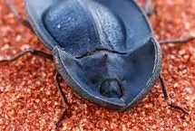 ببینید؛ نمای ماکرو از یک سوسک عجیب