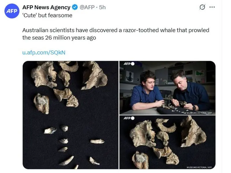 نهنگ