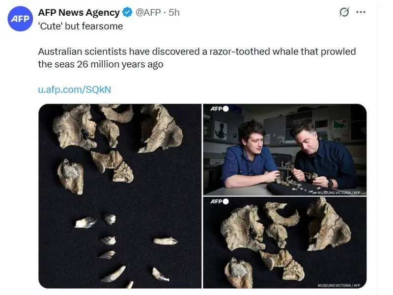 نهنگ