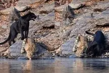 همزیستی شگفت‌انگیز دو پلنگ در سکوت حیات‌وحش